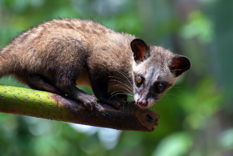 A civet, a small mammal that looks like a cross between a cat and a raccoon, sitting on a branch.